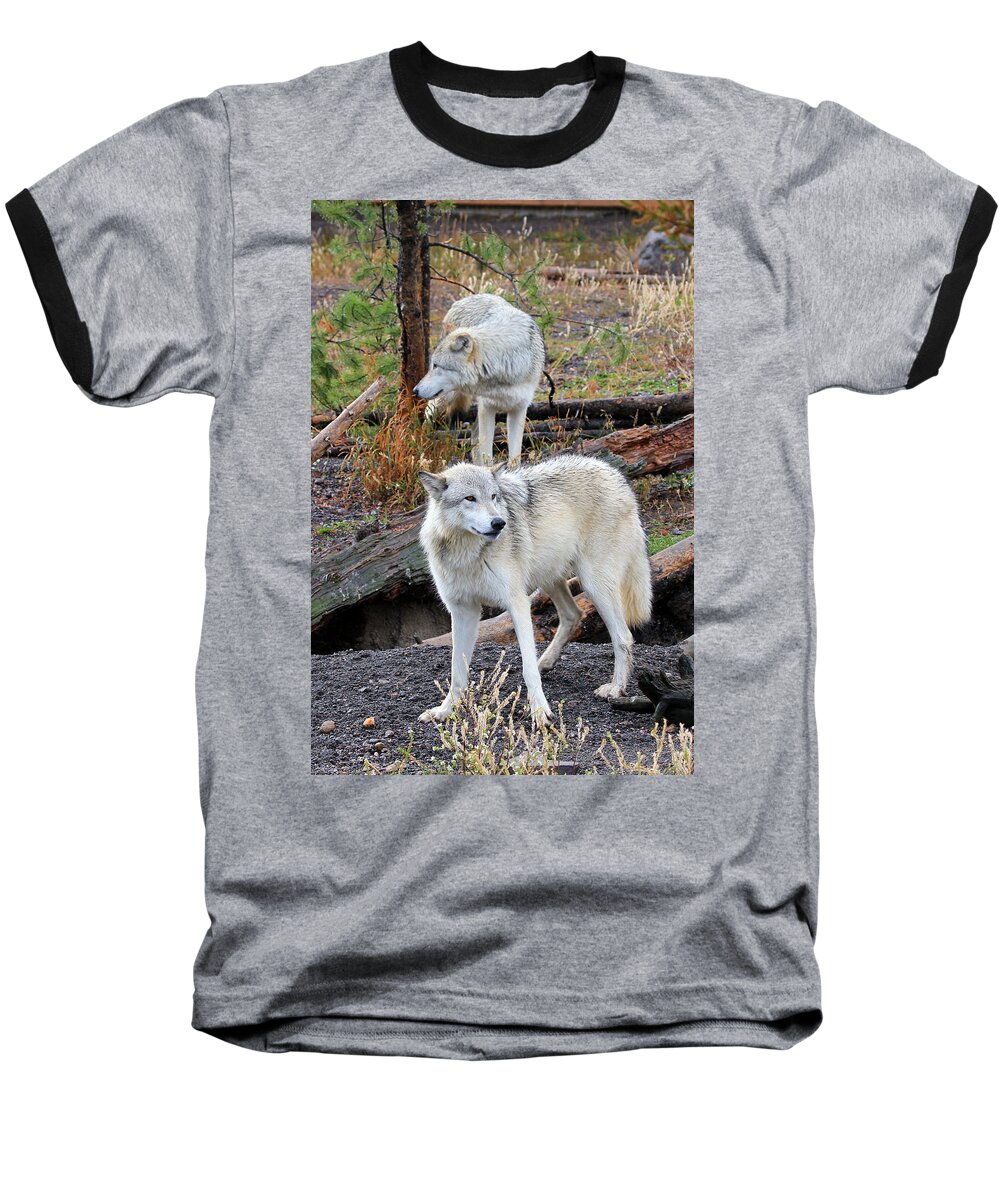 Wolves Baseball T-Shirt featuring the photograph Twin Wolves by Athena Mckinzie