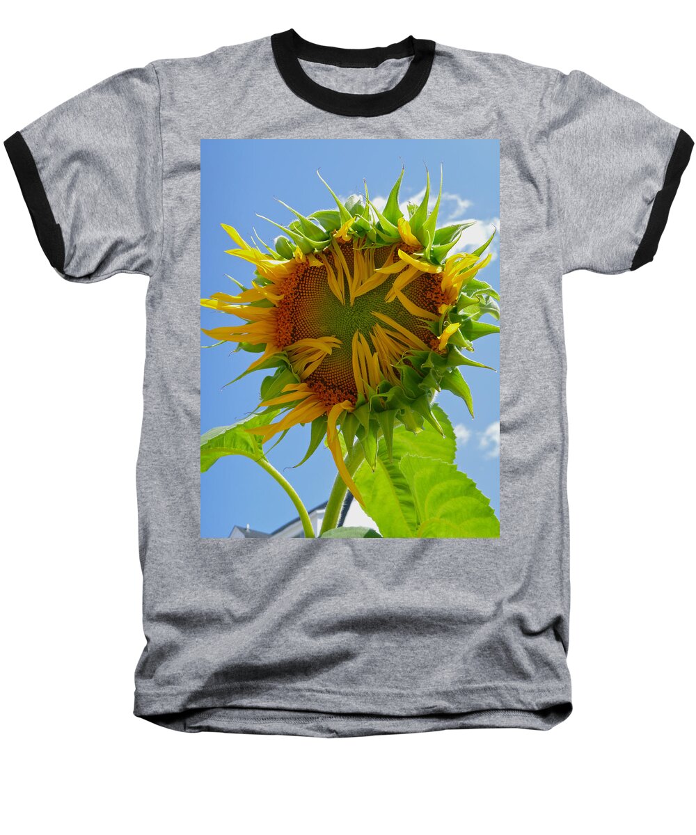 Sunflower Baseball T-Shirt featuring the photograph Unfolding by Ellen Paull