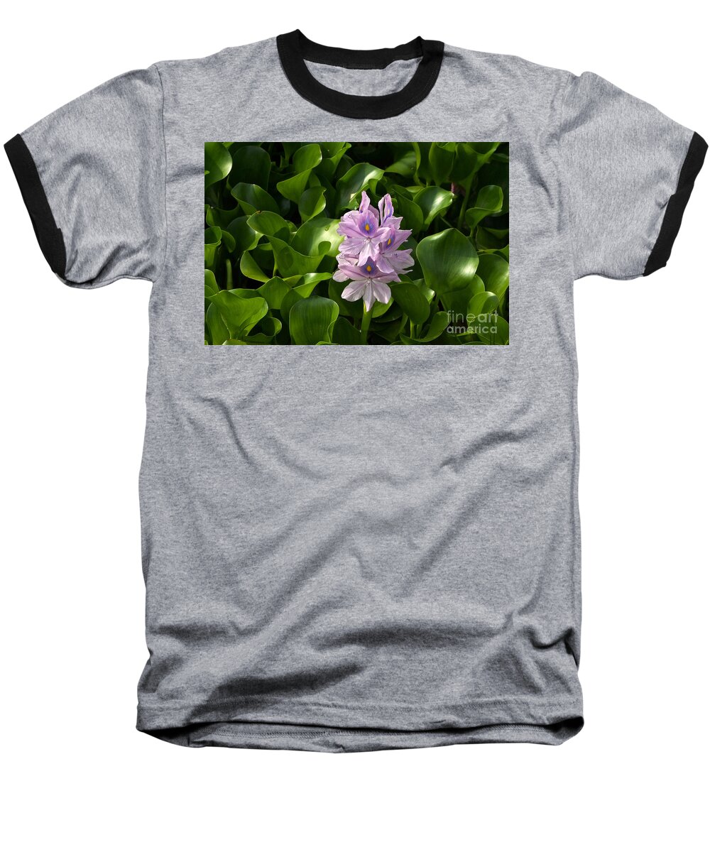 Water Hyacinth Baseball T-Shirt featuring the photograph Unmanageable Beauty The Water Hyacinth by Byron Varvarigos