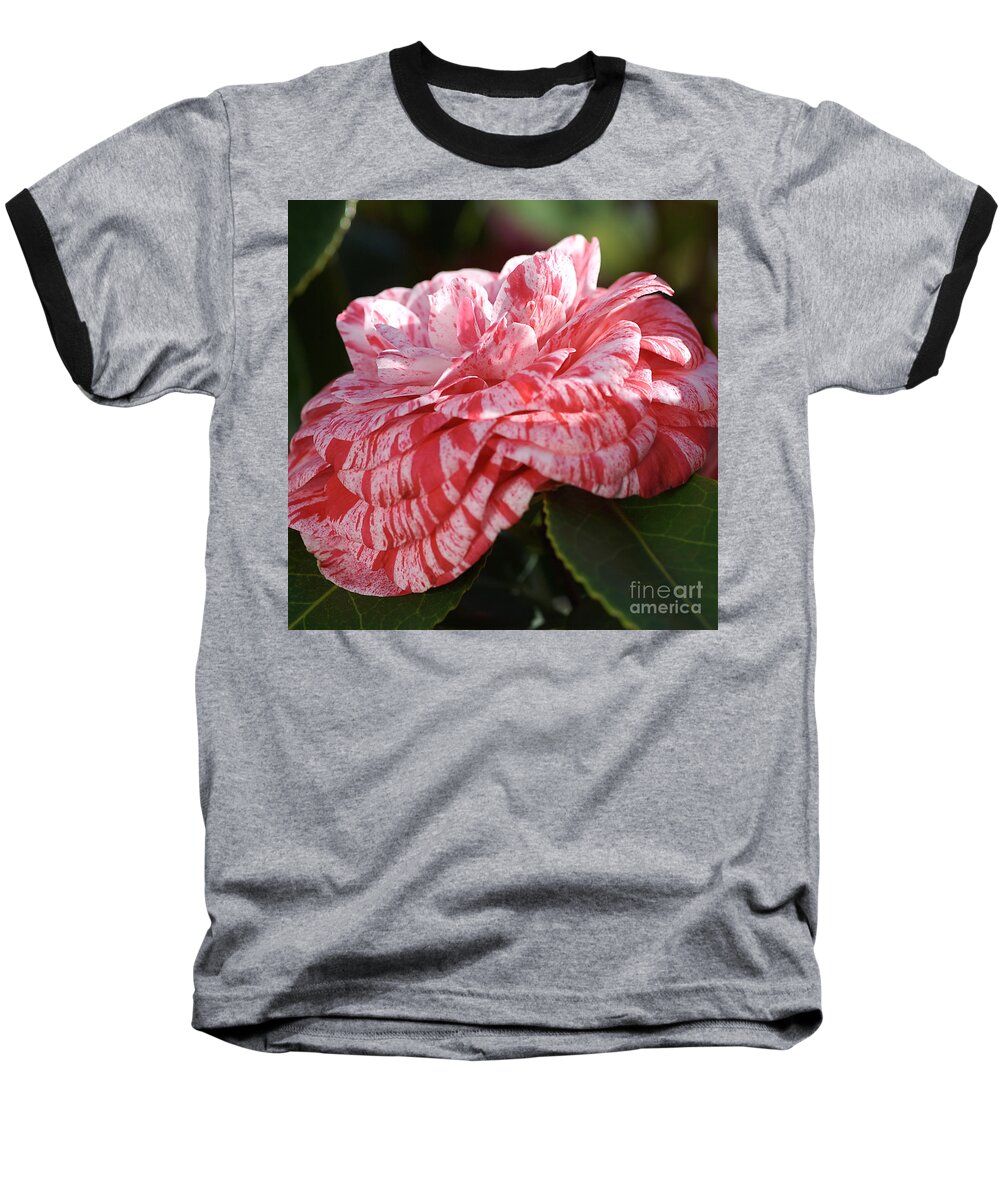 Ericales Baseball T-Shirt featuring the photograph Variegated Camellia by Joy Watson