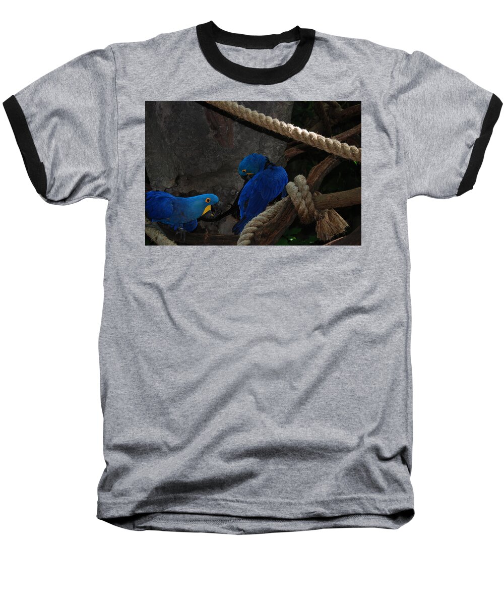 Blue Baseball T-Shirt featuring the photograph Very Blue Birds by Joseph Desiderio