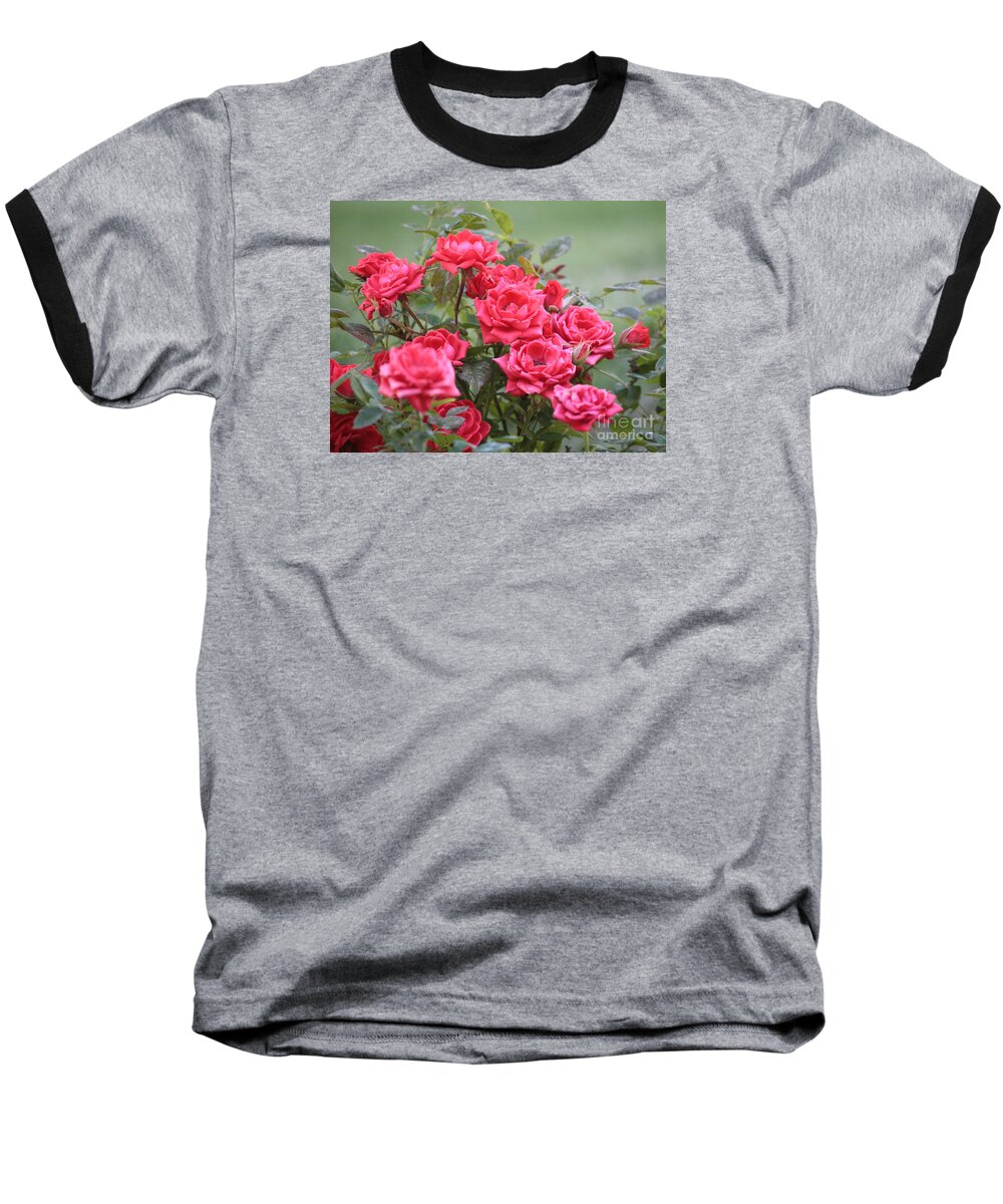 Roses Baseball T-Shirt featuring the photograph Victorian Rose Garden by Carol Groenen