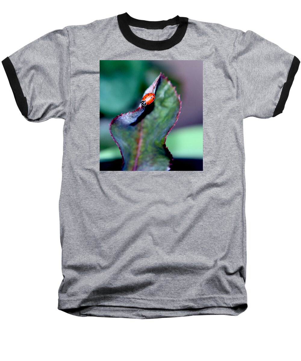 Ladybug Baseball T-Shirt featuring the photograph Walking The Thorny Edge by Her Arts Desire