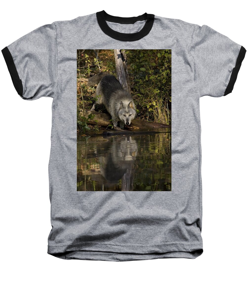 Wolf Baseball T-Shirt featuring the photograph Water Hole by Jack Milchanowski