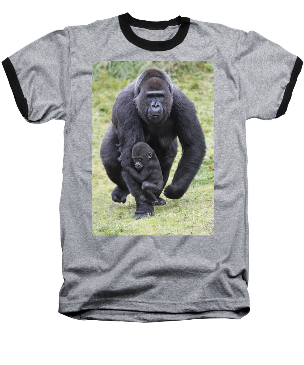 Feb0514 Baseball T-Shirt featuring the photograph Western Lowland Gorilla Walking by Duncan Usher