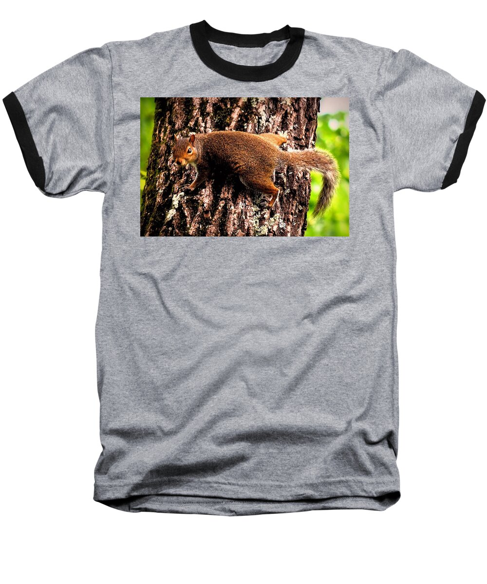 Squirrels Baseball T-Shirt featuring the photograph What Are You Looking At by Tara Potts