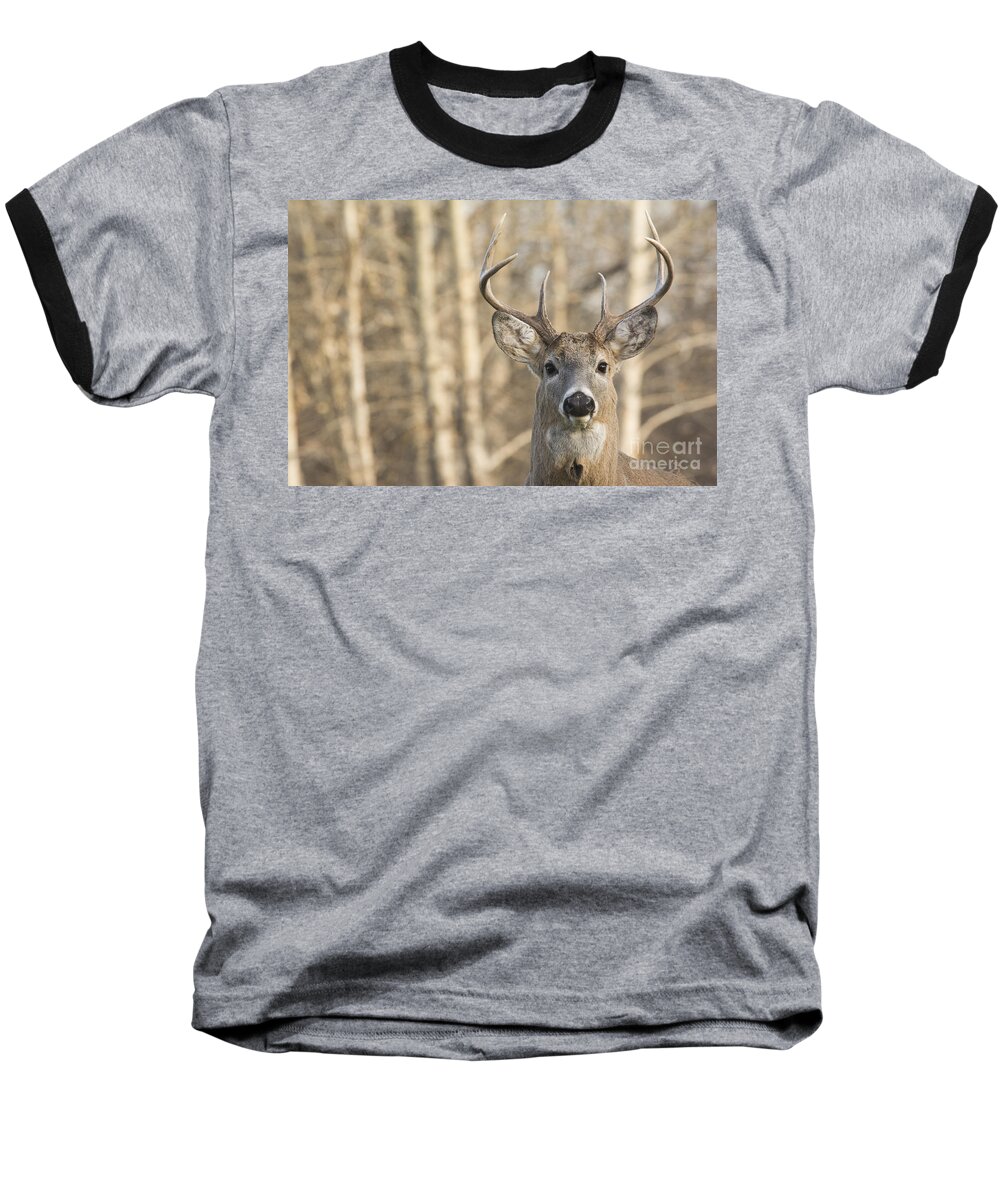 Deer Baseball T-Shirt featuring the photograph White-tailed Buck by Gary Beeler