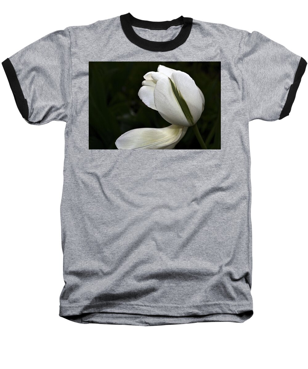 Tulip Baseball T-Shirt featuring the photograph White Tulip by Nadalyn Larsen