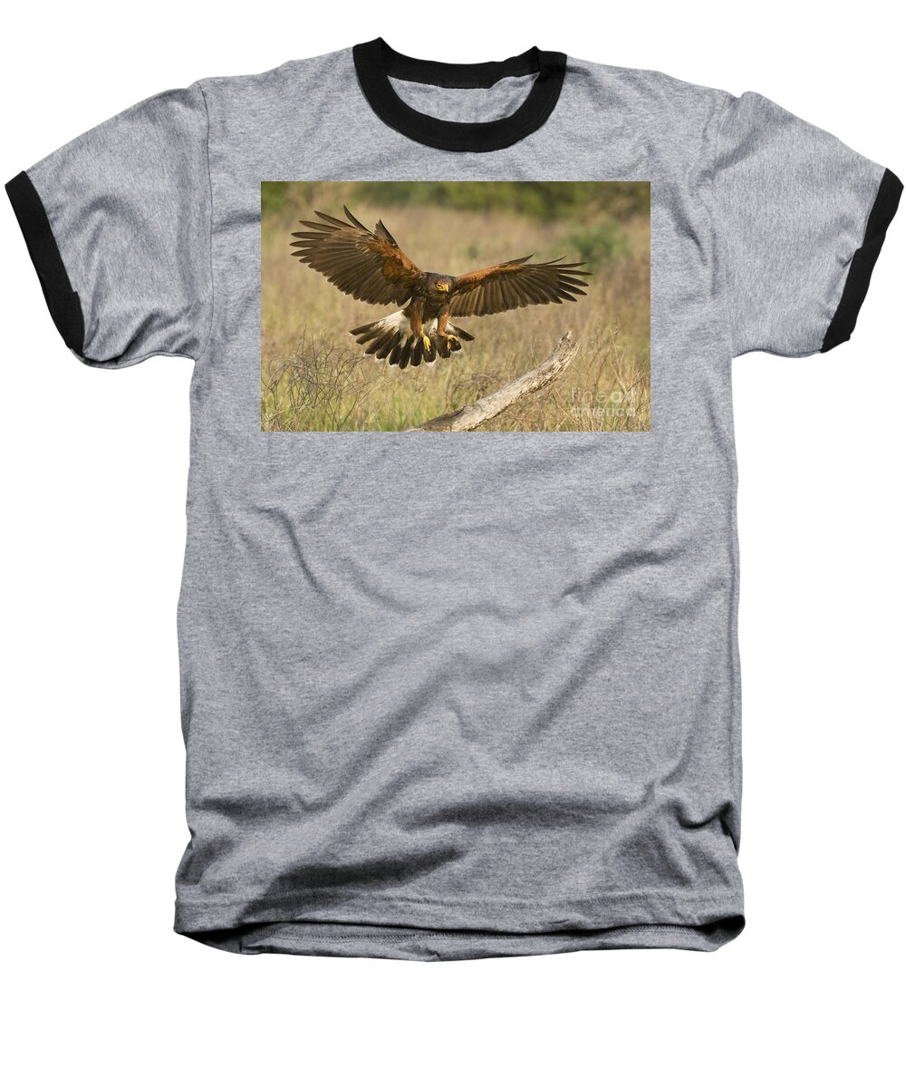 Harris Hawk Baseball T-Shirt featuring the photograph Wild Harris Hawk Landing by Dave Welling
