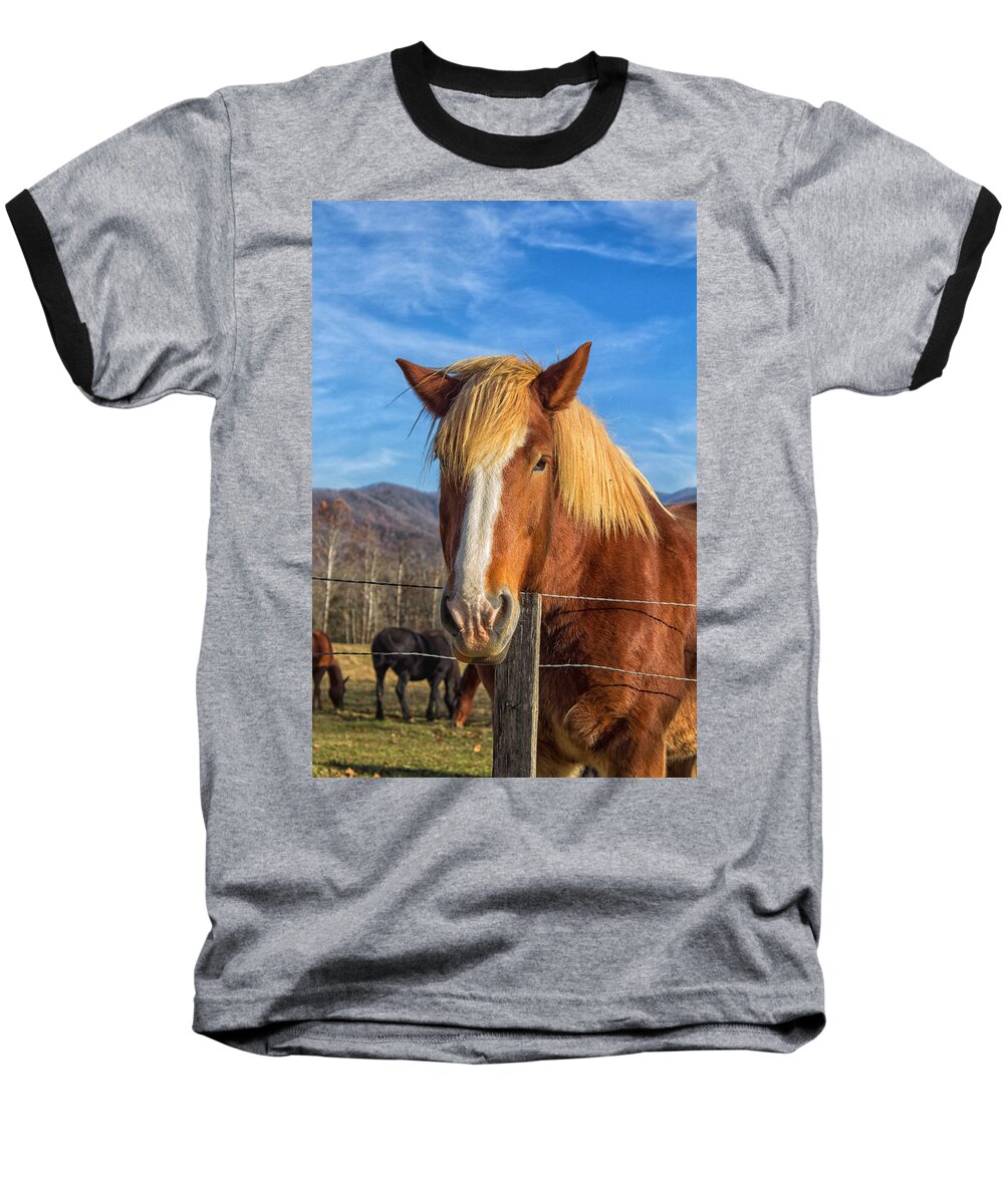 Cades Cove Baseball T-Shirt featuring the photograph Wild Horse at Cades Cove in the Great Smoky Mountains National Park by Peter Ciro