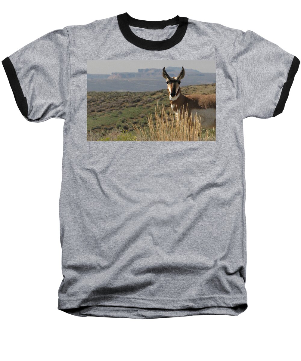 Flaming Gorge Baseball T-Shirt featuring the photograph Wyoming Pronghorn by KATIE Vigil