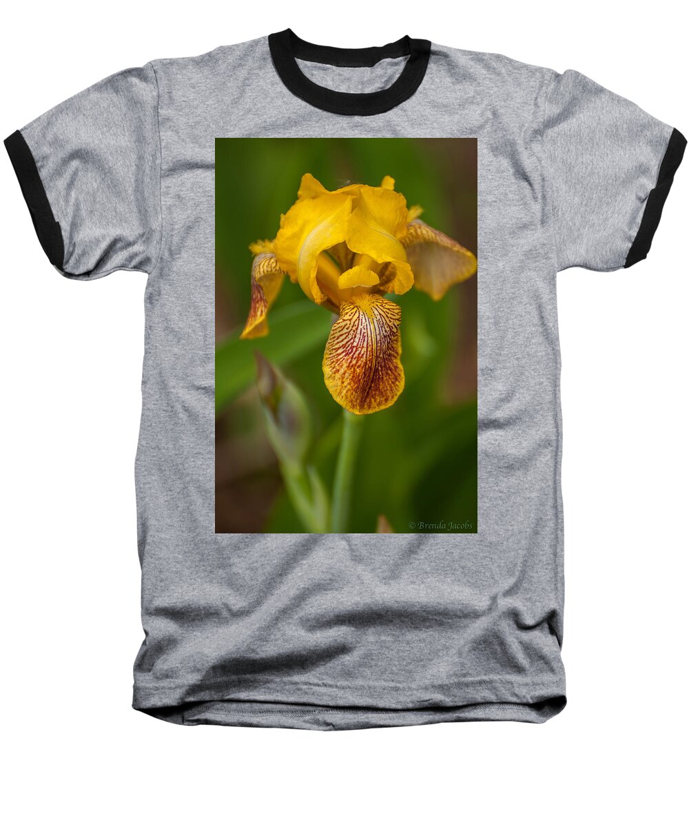 Bearded Iris Baseball T-Shirt featuring the photograph Yellow Bearded Iris by Brenda Jacobs