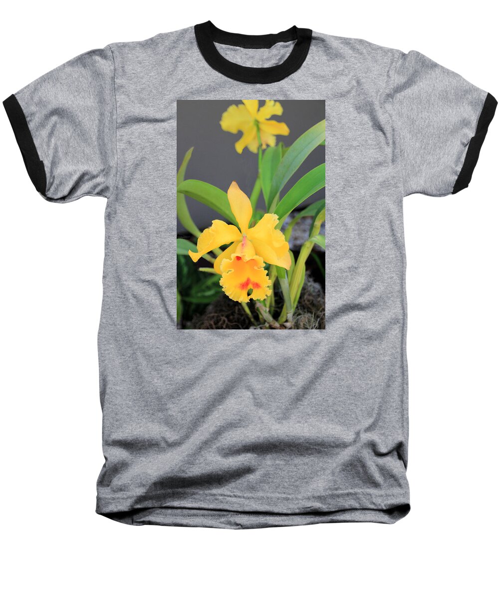Orchid Baseball T-Shirt featuring the photograph Yellow Cattleya Orchid by Rosalie Scanlon