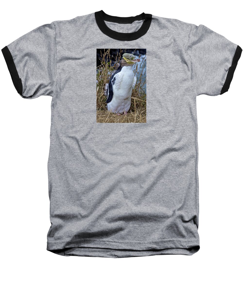 Megadyptes Antipodes Baseball T-Shirt featuring the photograph Endangered Yellow Eyed Penguin Hoiho by Venetia Featherstone-Witty