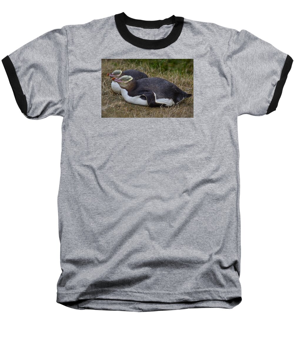 Eudyptes Baseball T-Shirt featuring the photograph Sleeping Yellow Eyed Penguins by Venetia Featherstone-Witty