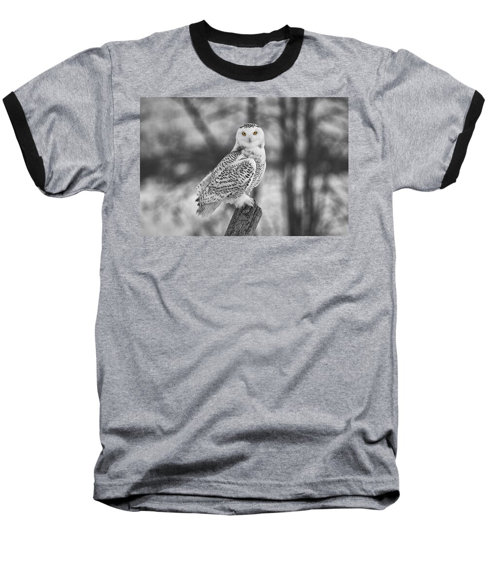 Eyes Baseball T-Shirt featuring the photograph Yellow Eyes by Eunice Gibb