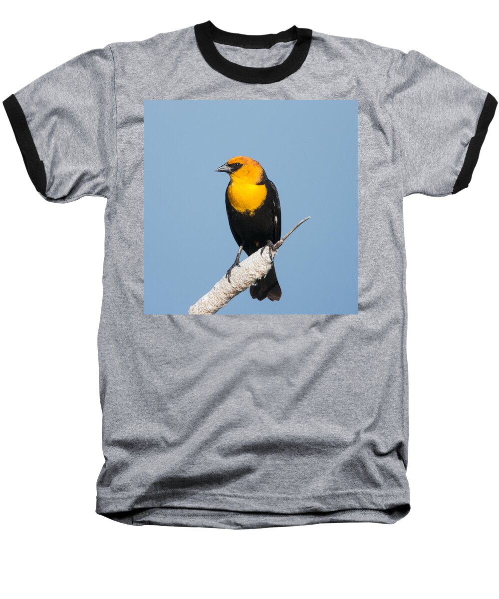 Black Bird Baseball T-Shirt featuring the photograph Yellow Headed Blackbird by Jack Bell