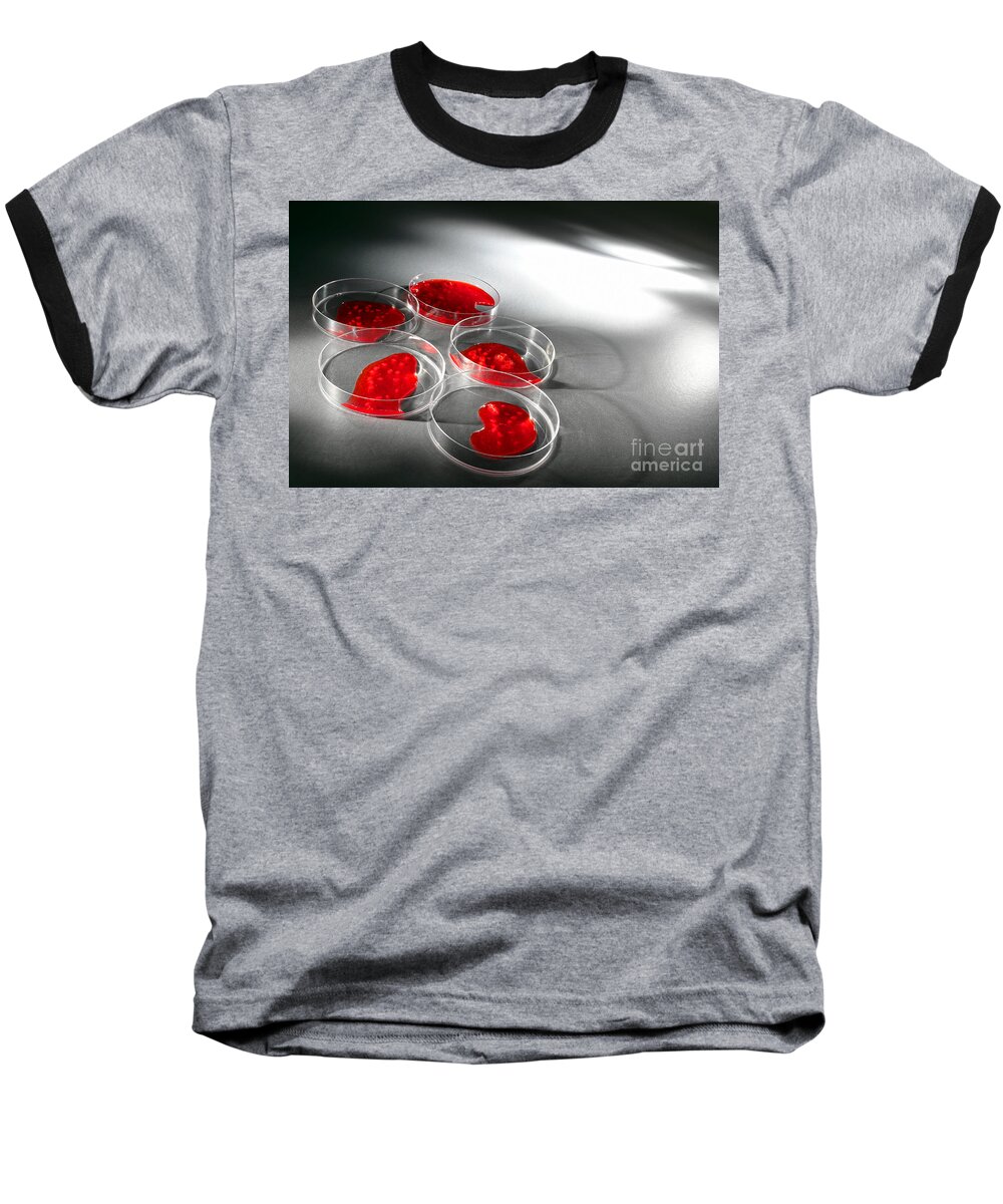 Petri Baseball T-Shirt featuring the photograph Biotechnology Experiment in Science Research Lab #1 by Science Research Lab