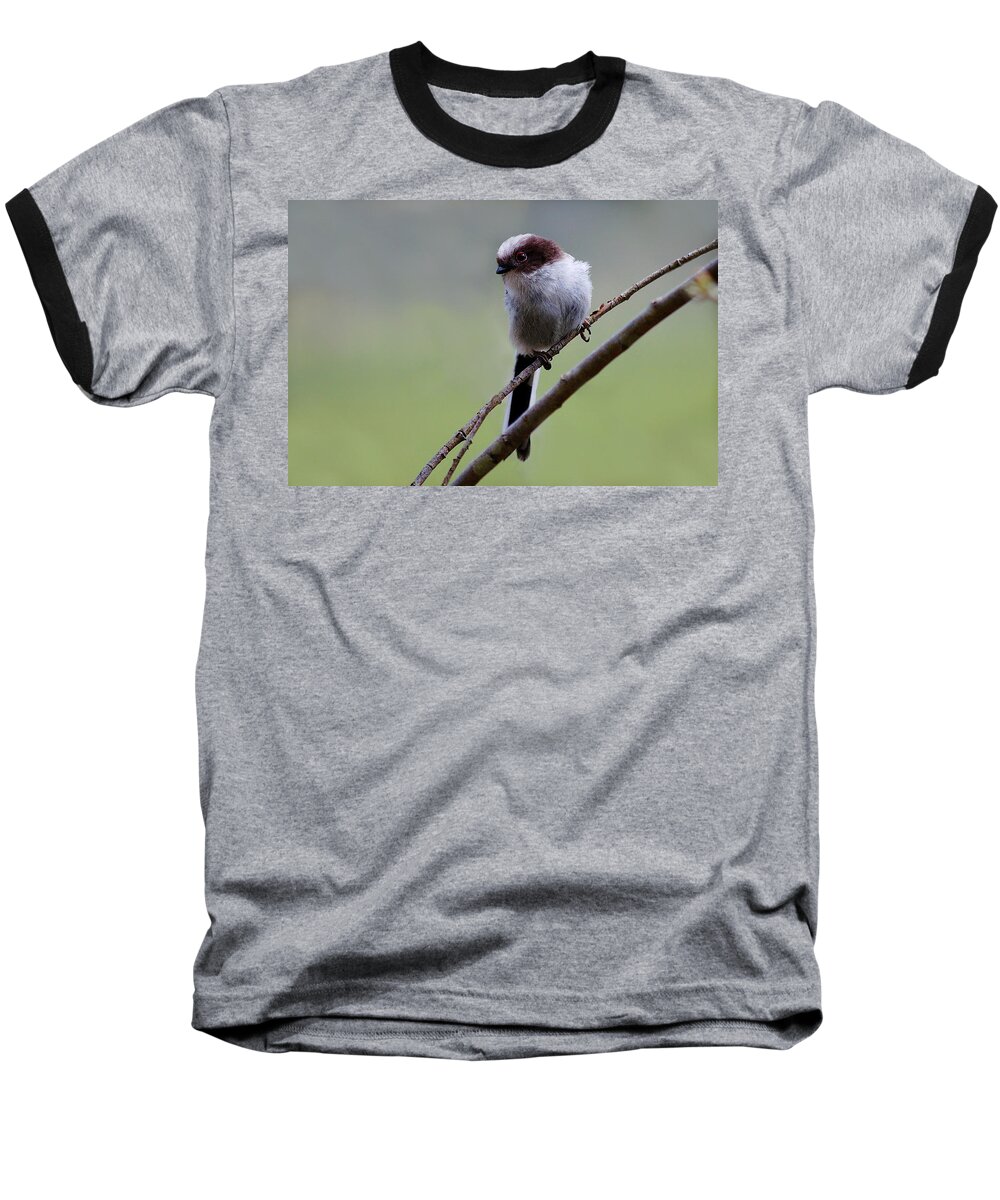 Long Tailed Tits Baseball T-Shirt featuring the photograph Long tailed tit #1 by Gavin Macrae