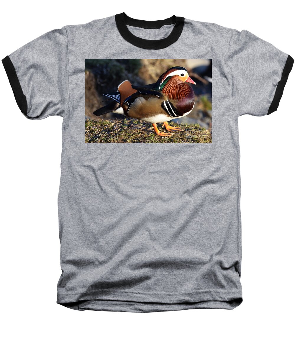 Mandarin Duck Baseball T-Shirt featuring the photograph Mandarin duck #1 by Mats Silvan