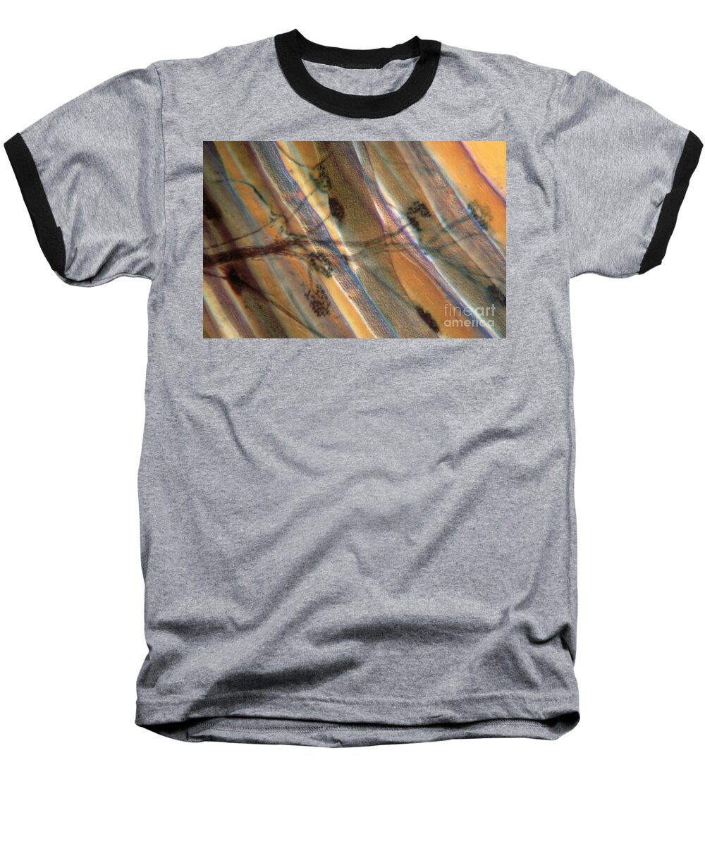 Neurone Baseball T-Shirt featuring the photograph Motor End Plate #1 by Eric V. Grave