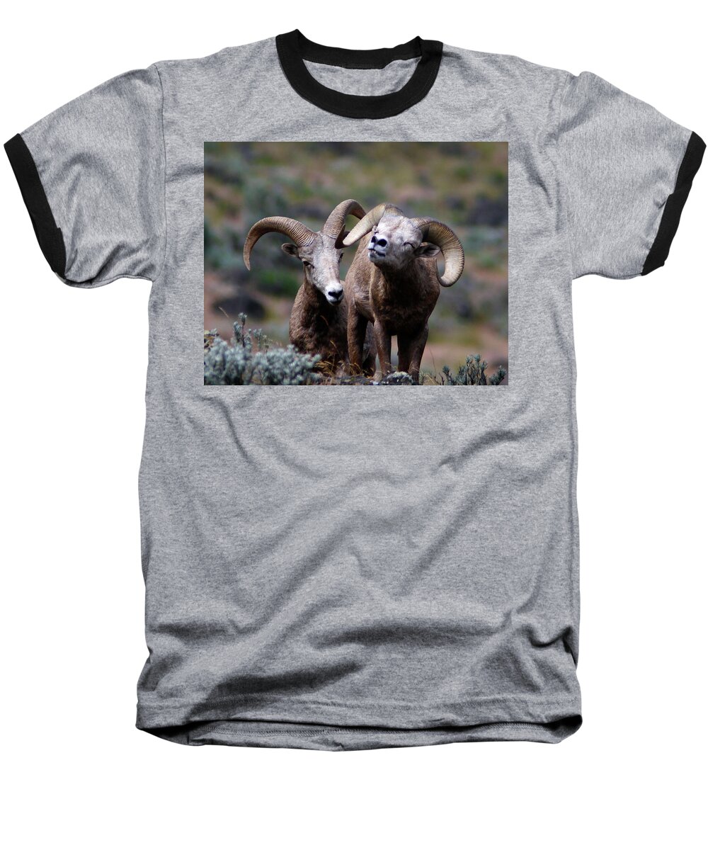 Bighorn Sheep Baseball T-Shirt featuring the photograph Smile #1 by Steve McKinzie