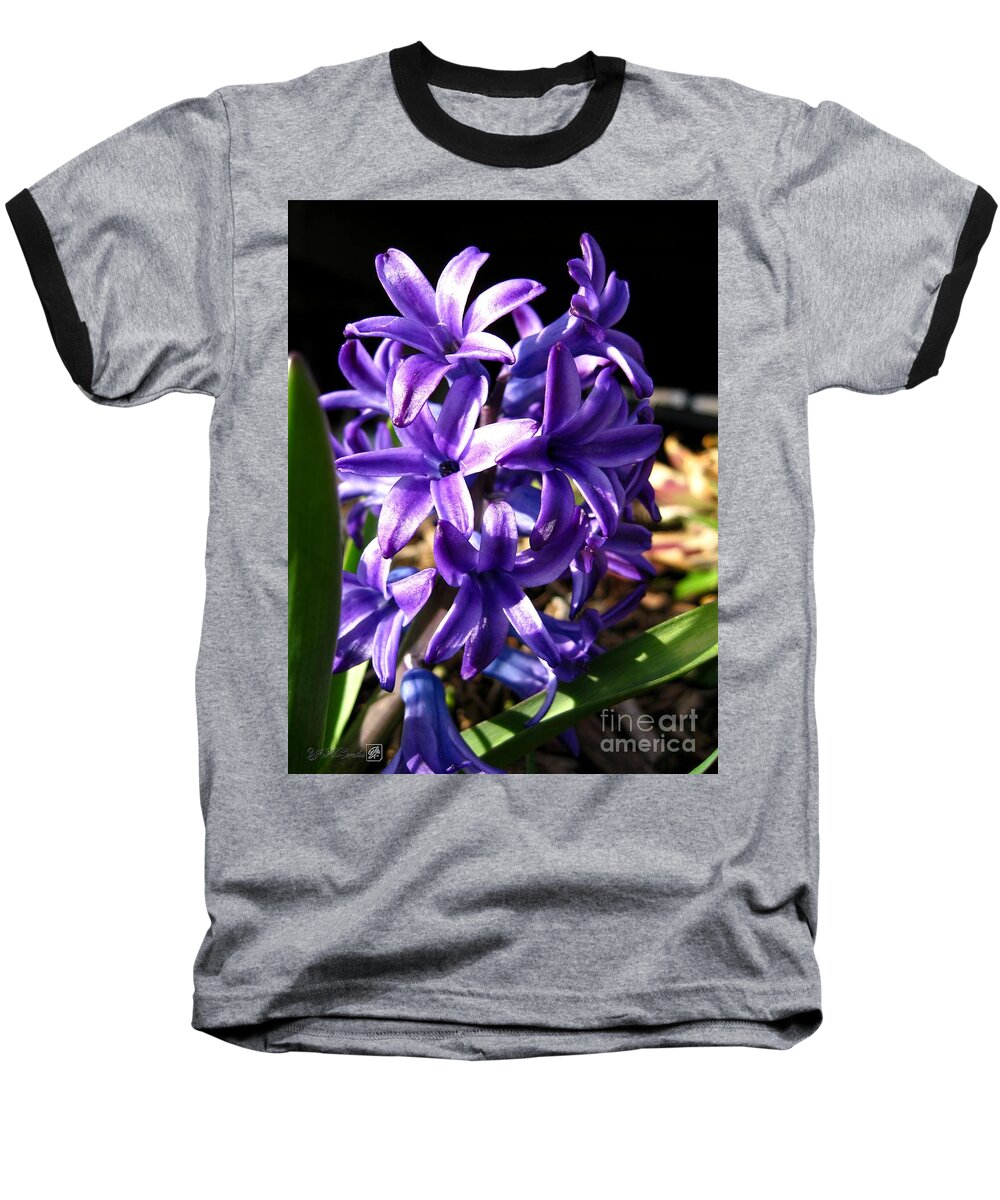 Hyacinth Baseball T-Shirt featuring the photograph Hyacinth named Peter Stuyvesant #5 by J McCombie
