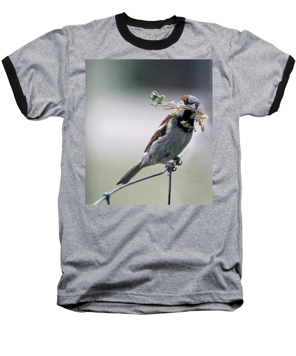 Sparrow Baseball T-Shirt featuring the photograph A bird and a Twig by Elizabeth Winter