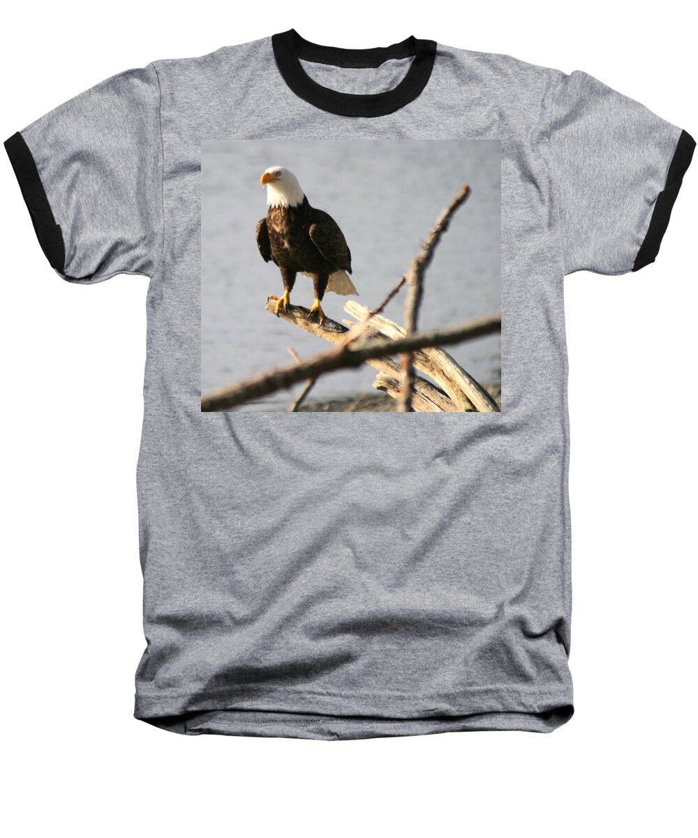 Bald Eagle Baseball T-Shirt featuring the photograph Bald Eagle On Driftwood by Kym Backland