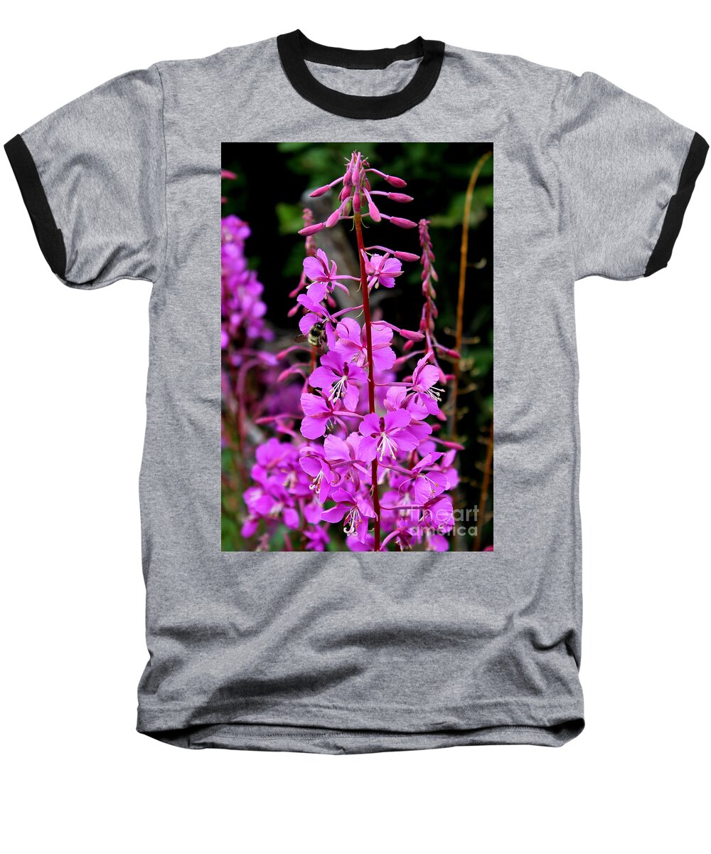 Fireweed Baseball T-Shirt featuring the photograph Bee on Fireweed in Alaska by Kathy White