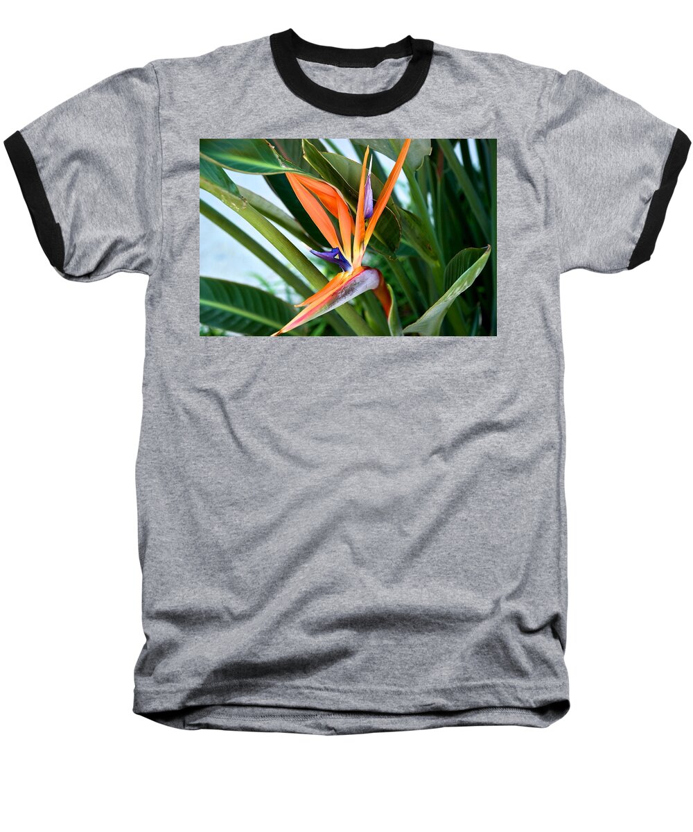 Bird Of Paradise Baseball T-Shirt featuring the photograph Bird by Joseph Yarbrough
