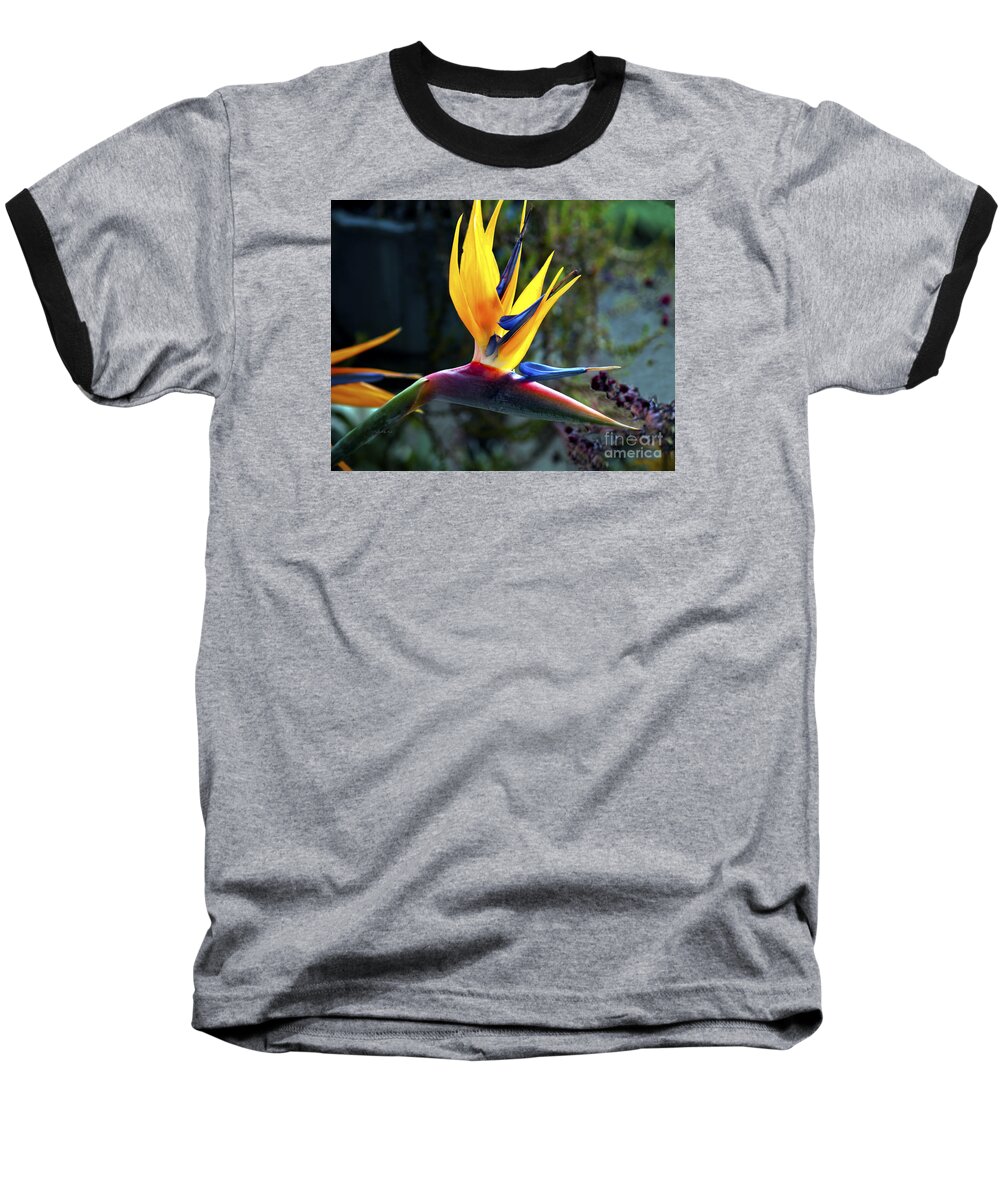 Fine Art Photography Baseball T-Shirt featuring the photograph Bird of Paradise by Patricia Griffin Brett