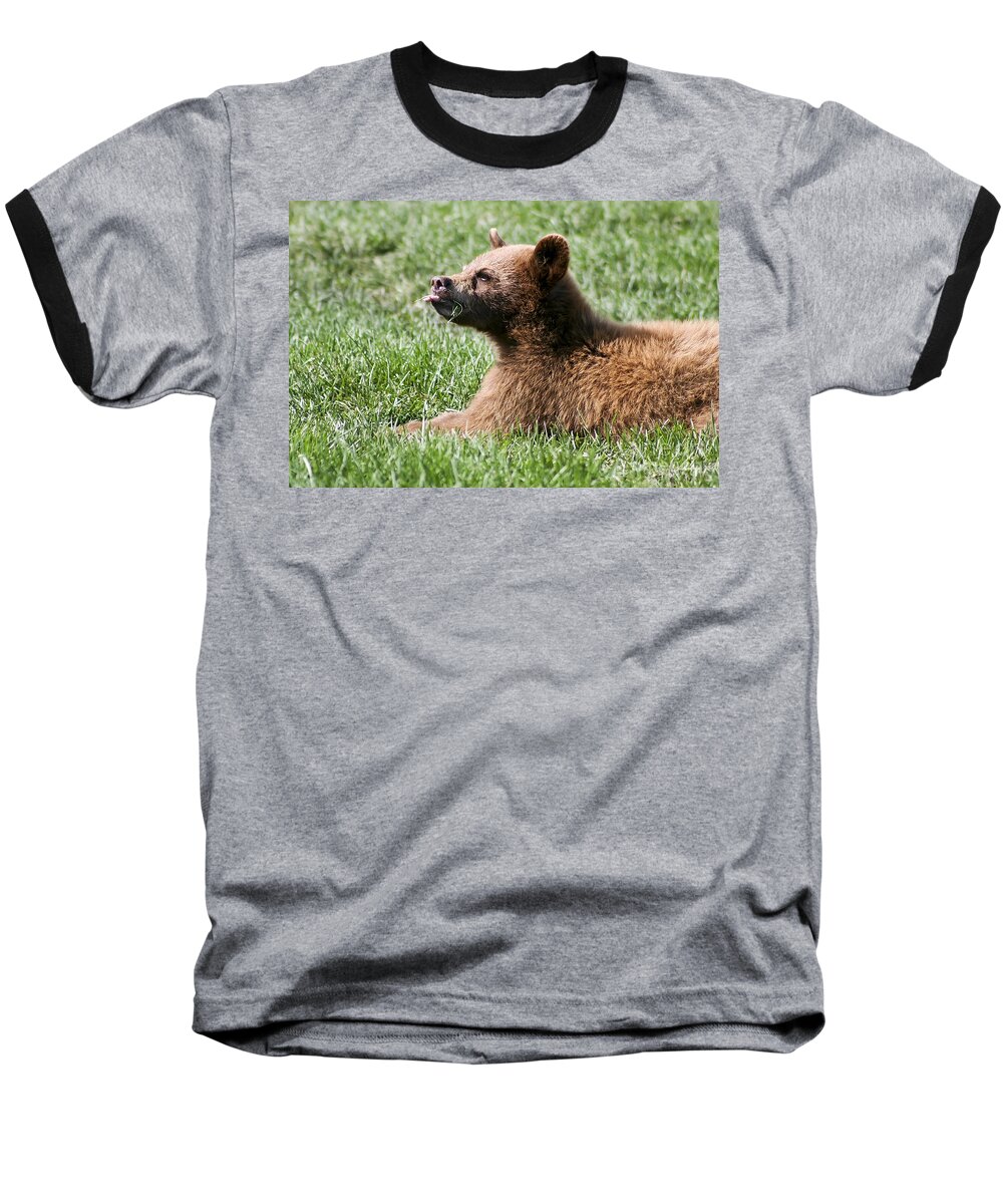 Animal. Wildlife Baseball T-Shirt featuring the photograph Black Bear Cub I by Teresa Zieba