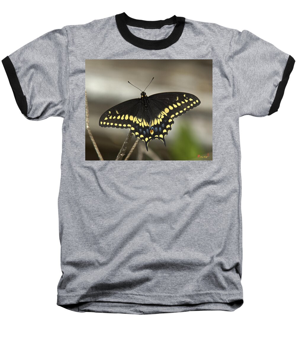 Insect Baseball T-Shirt featuring the photograph Black Swallowtail DIN103 by Gerry Gantt