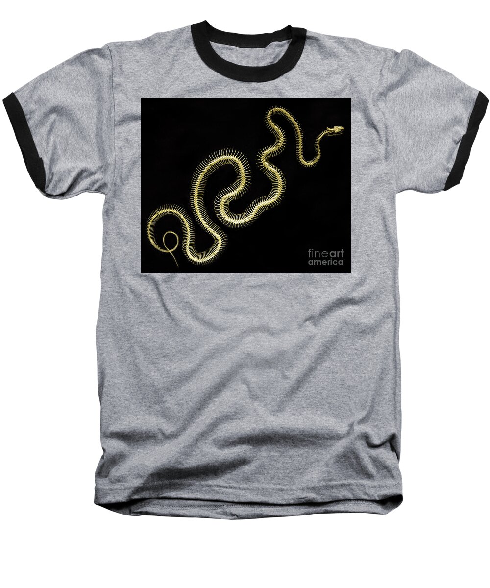 Snake Baseball T-Shirt featuring the photograph Boa Constrictor Skeleton by Bob Christopher