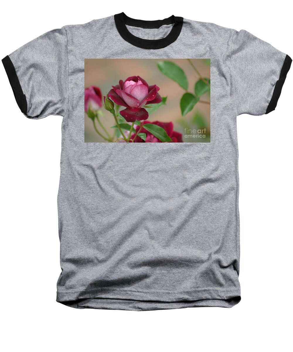Rose Baseball T-Shirt featuring the photograph Burgundy Iceberg by Living Color Photography Lorraine Lynch