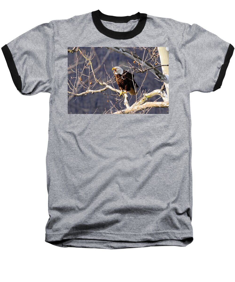 Calling Eagle Baseball T-Shirt featuring the photograph Calling for his mate by Randall Branham