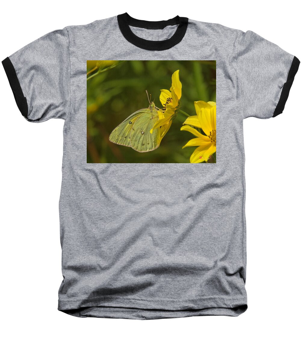 Nature Baseball T-Shirt featuring the photograph Clouded Sulphur Butterfly DIN099 by Gerry Gantt