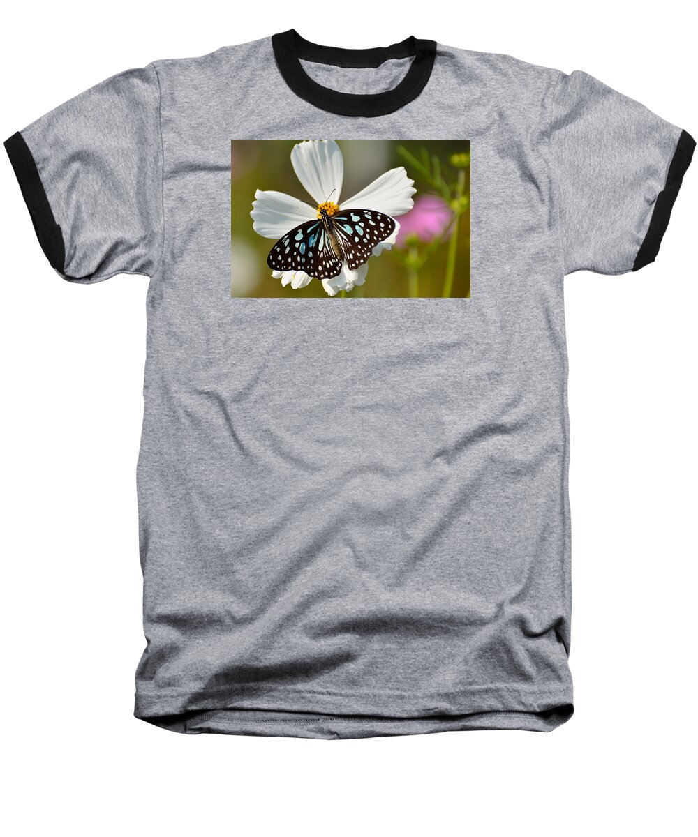 Butterfly Baseball T-Shirt featuring the photograph A Study in Contrast by Fotosas Photography