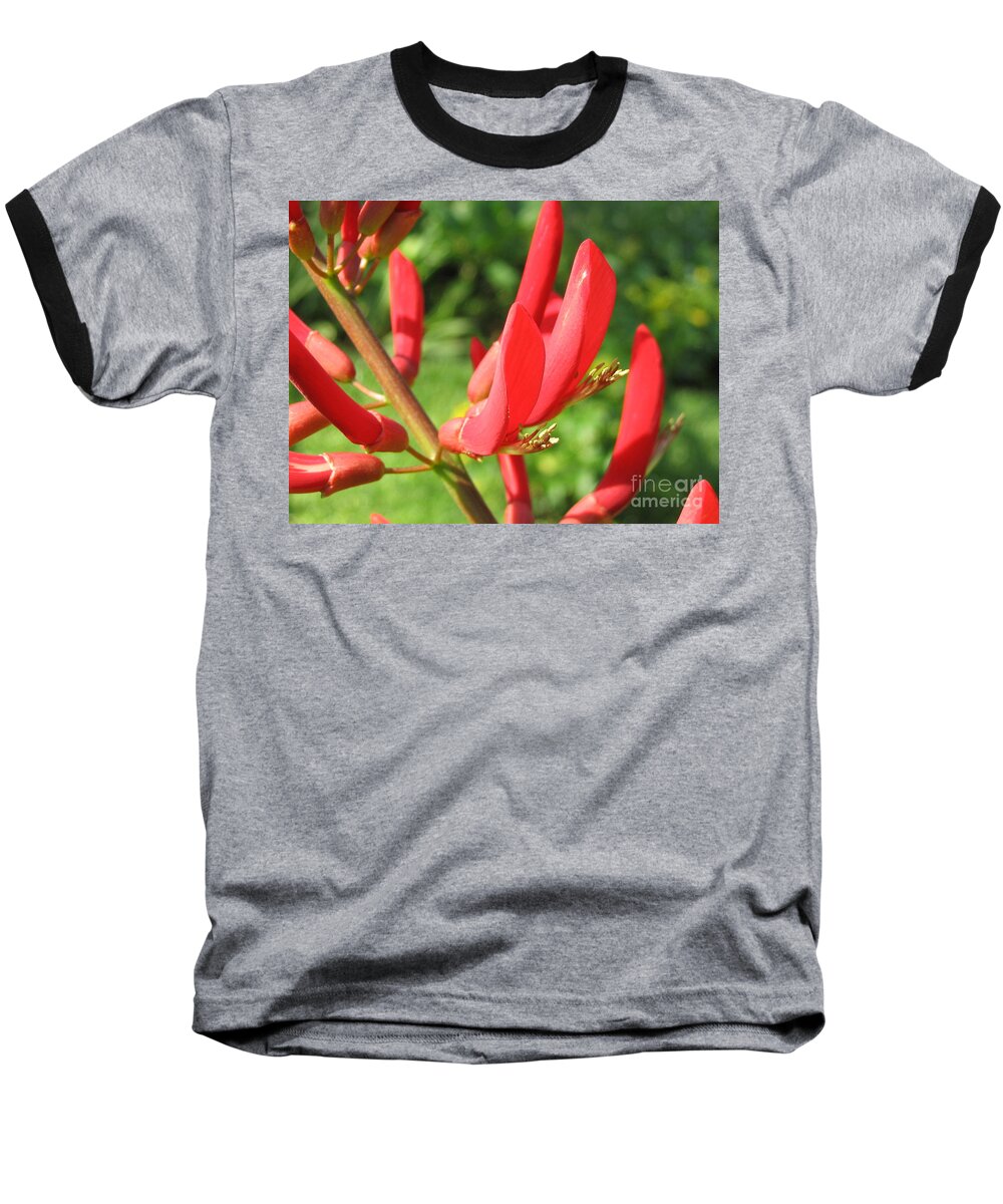 Tree Baseball T-Shirt featuring the painting Coral Bean tree by Mark Robbins