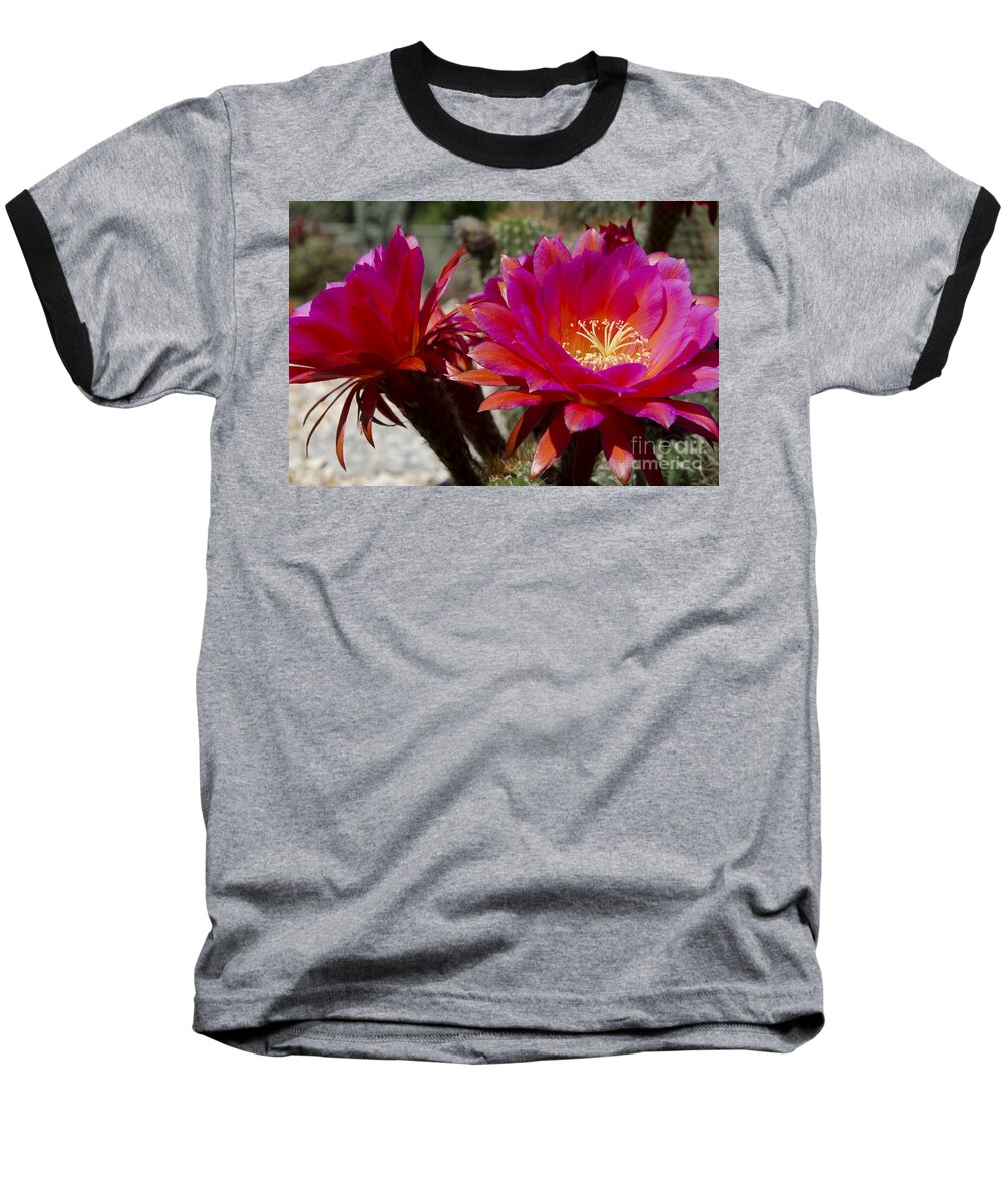 Red Baseball T-Shirt featuring the photograph Dark pink cactus flowers by Jim And Emily Bush