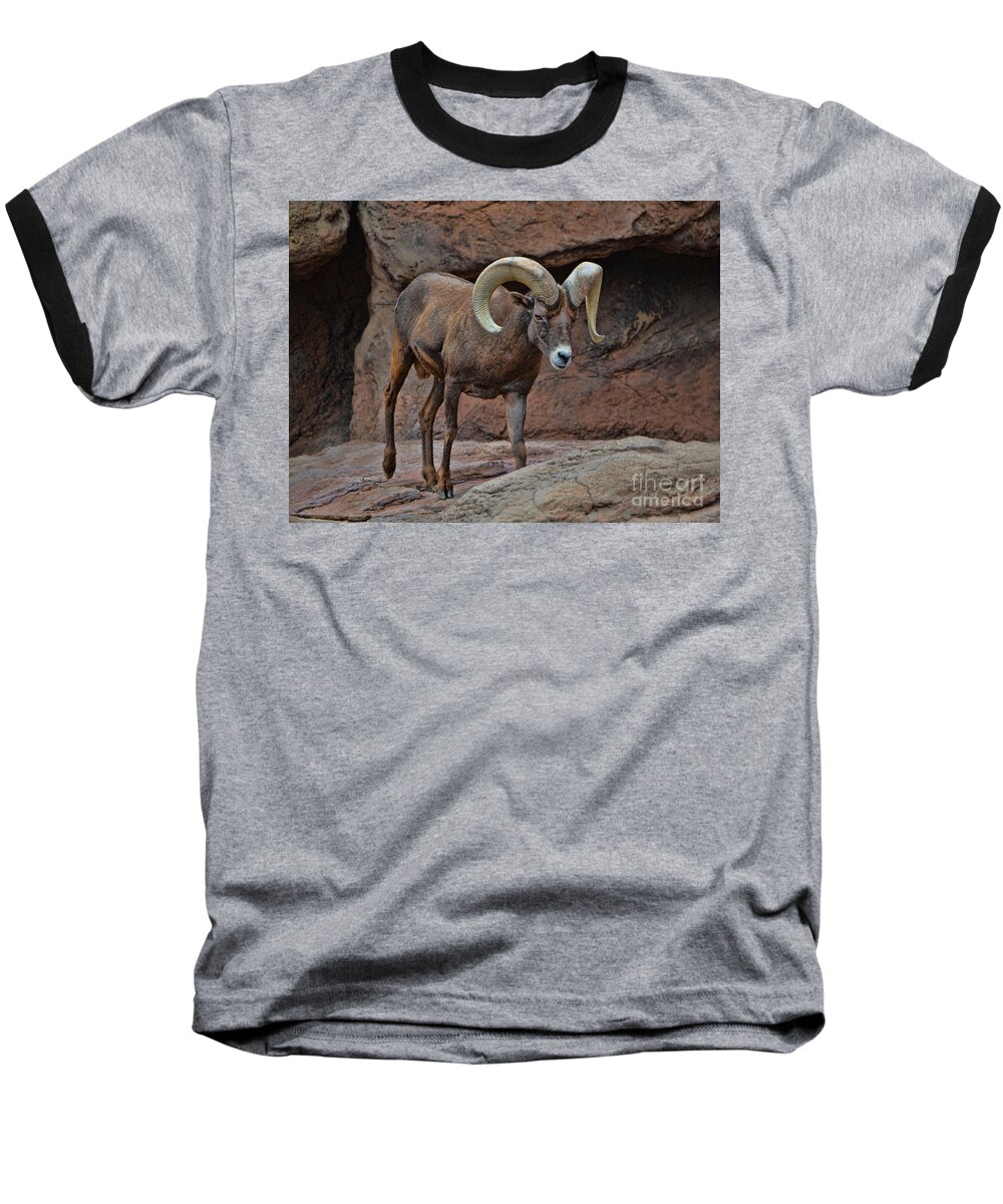 Sheep Baseball T-Shirt featuring the photograph Desert Bighorn Sheep Ram I by Donna Greene
