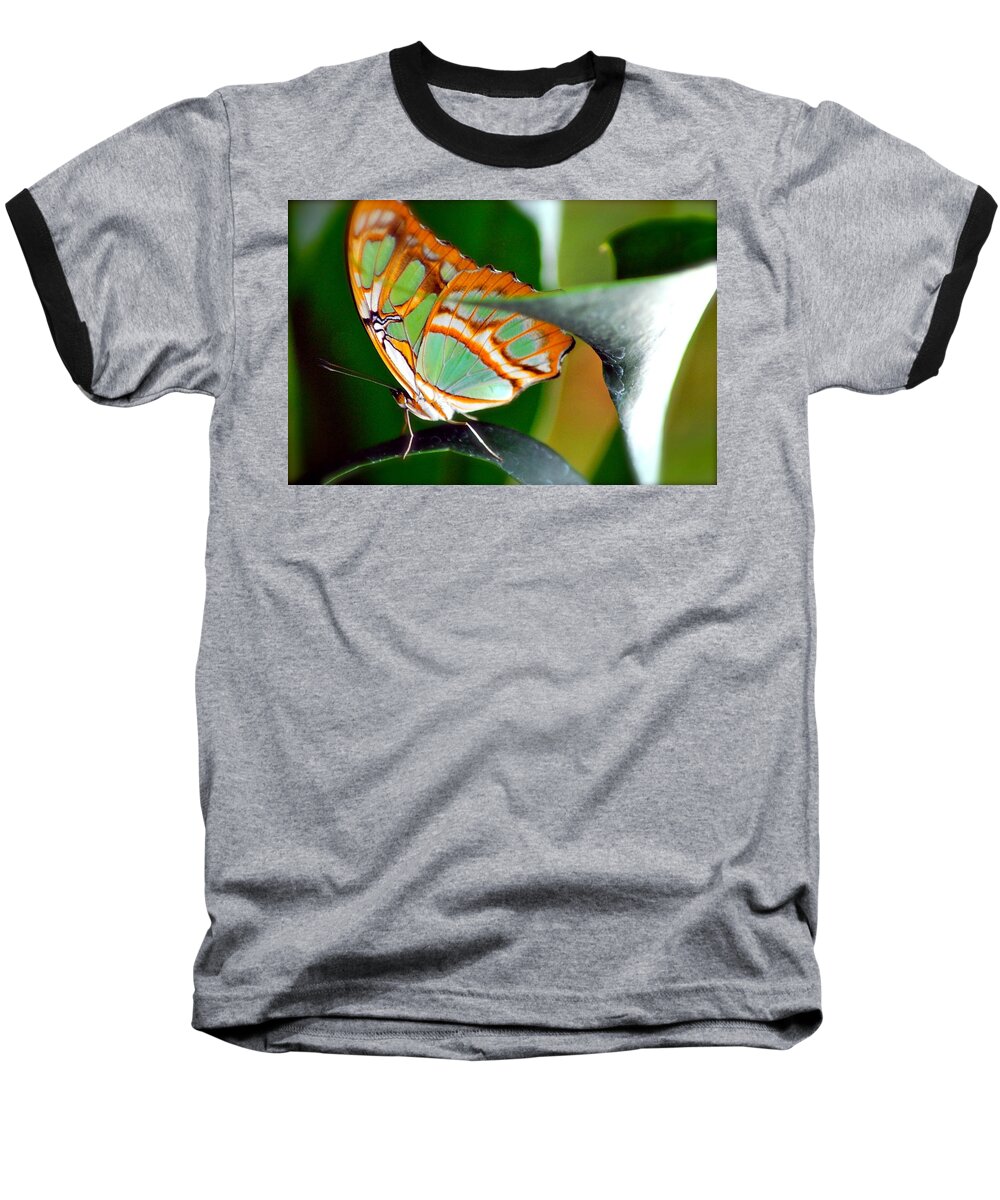  Butterfly Baseball T-Shirt featuring the photograph Dido Longwing Butterfly by Peggy Franz