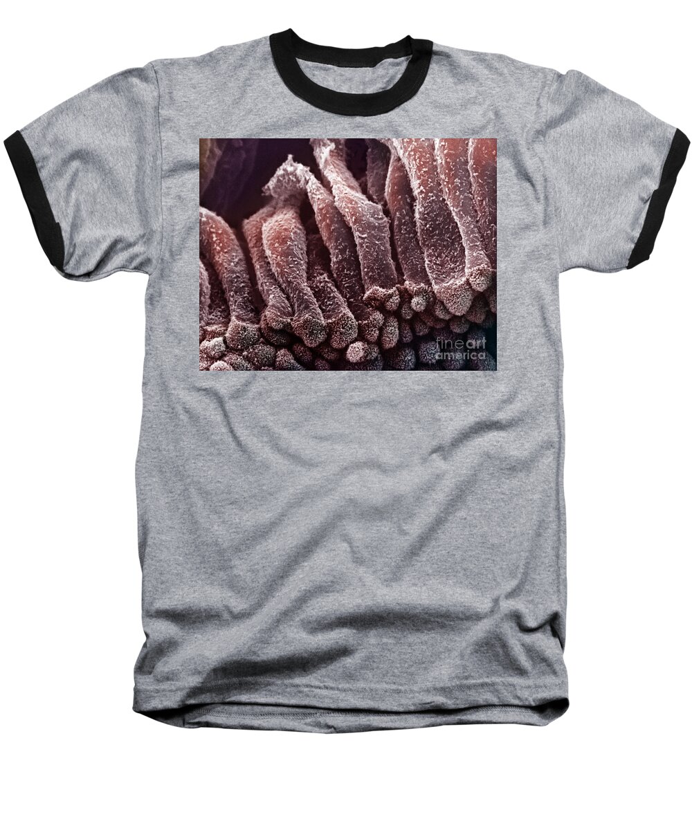 Cytology Baseball T-Shirt featuring the photograph Epithelium Of The Gall Bladder by Science Source
