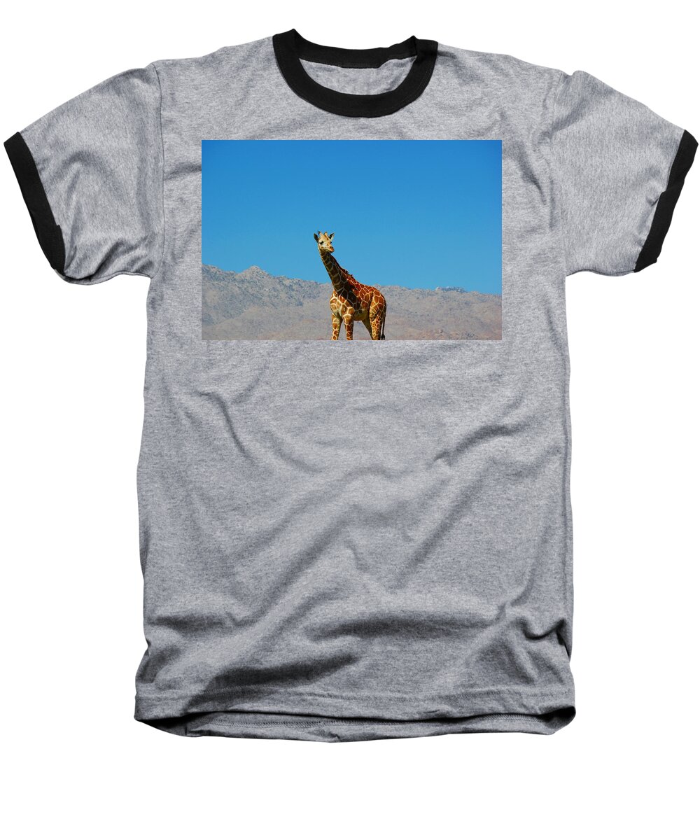 Giraffe Baseball T-Shirt featuring the photograph Far from Home by Leigh Meredith