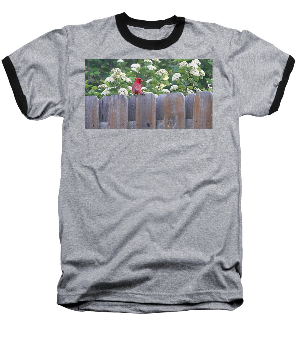 Cardinal Baseball T-Shirt featuring the photograph Fence Top by Elizabeth Winter