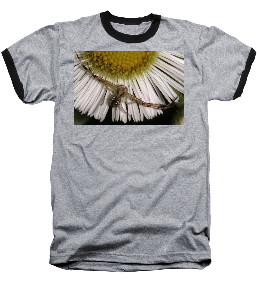 Nature Baseball T-Shirt featuring the photograph Flower Spider On Fleabane by Daniel Reed