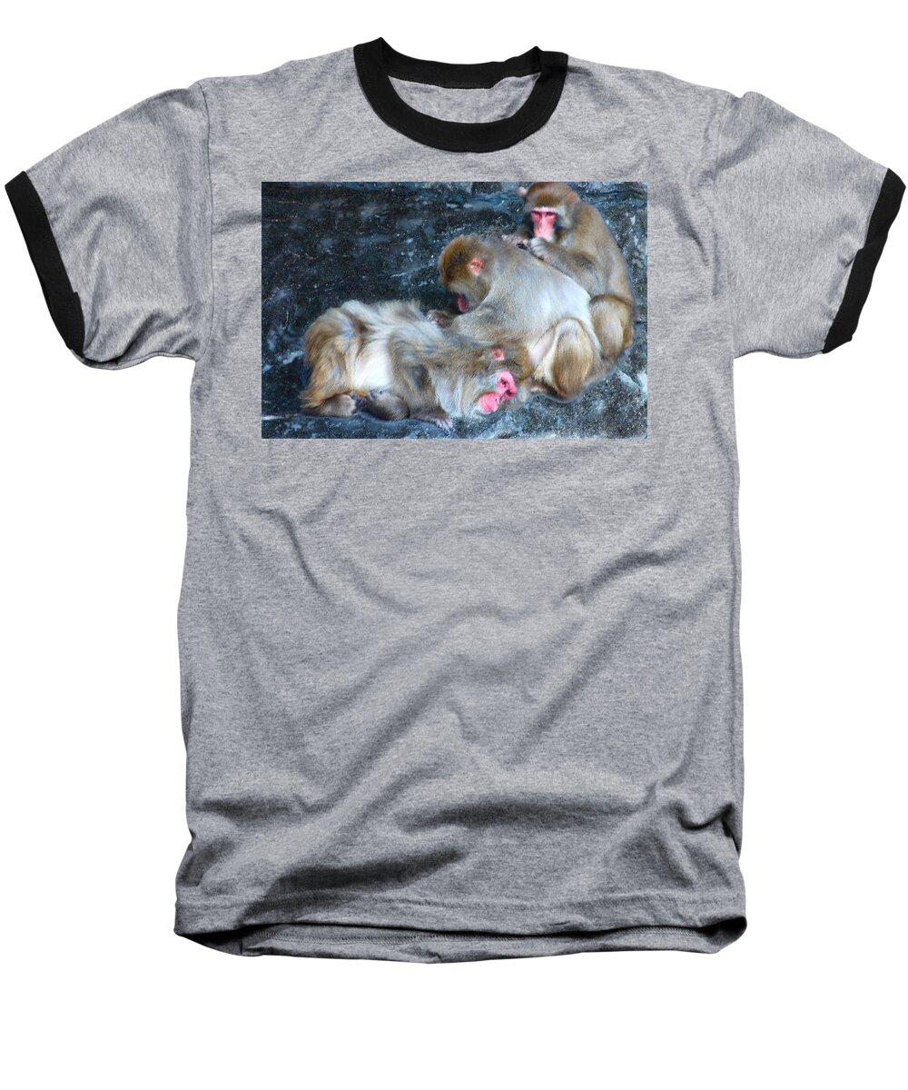 Snow Monkey Baseball T-Shirt featuring the photograph Free Buffet and Grooming by Sarah McKoy