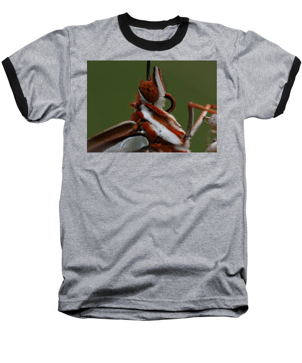 Agraulis Vanillae Baseball T-Shirt featuring the photograph Gulf Fritillary Butterfly Portrait by Daniel Reed