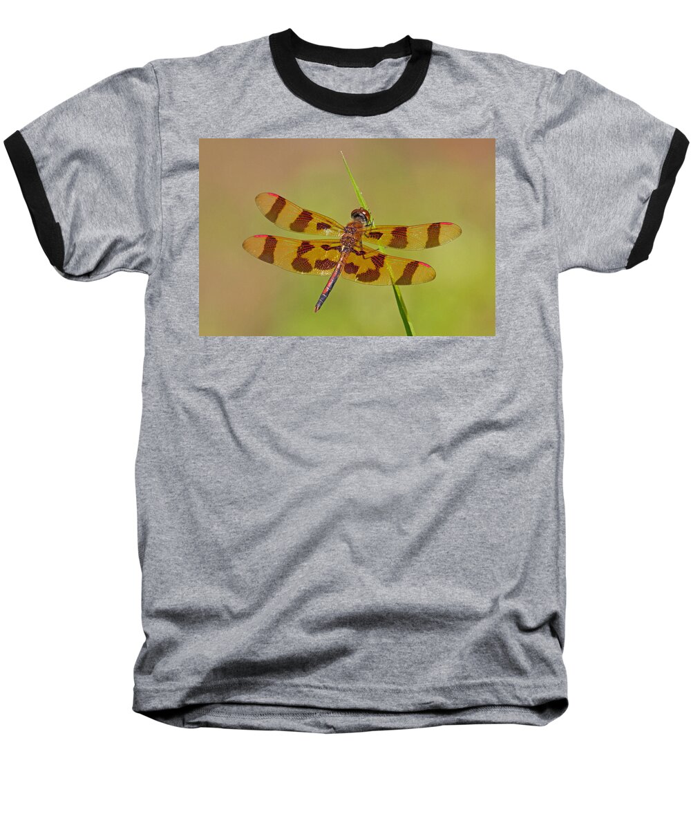 Dragonfly Baseball T-Shirt featuring the photograph Halloween Pennant by David Freuthal